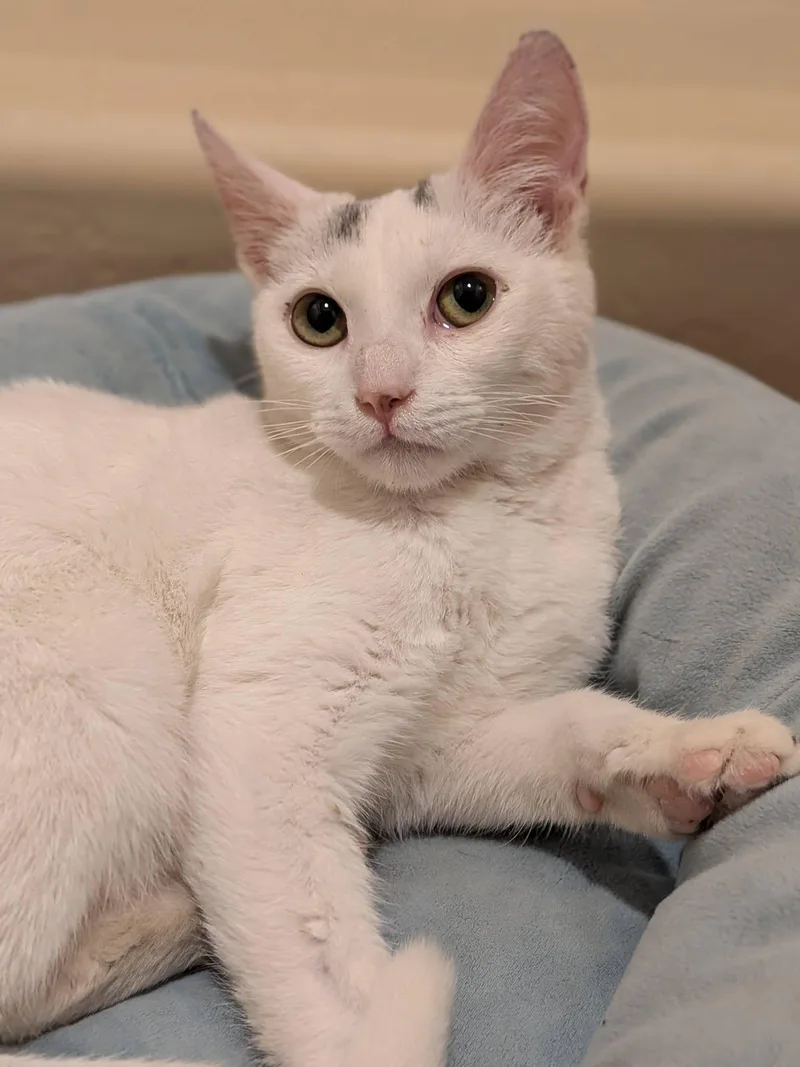 A baby medium-sized male White Turkish Van cat named Pablo for adoption in Queen Creek, AZ