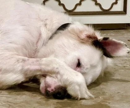 Mama Tabby thumbnail 2