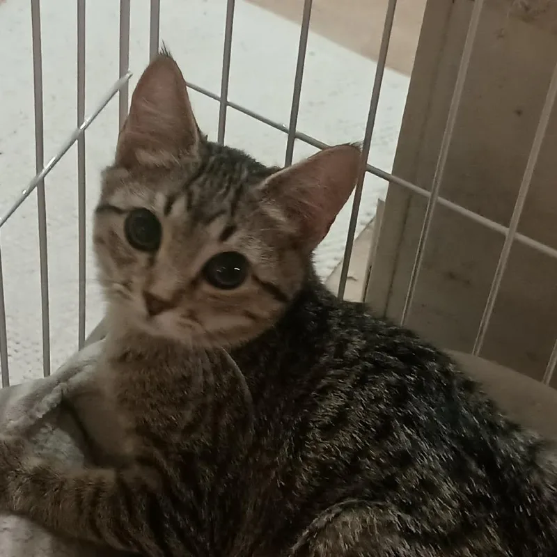 A baby small-sized female Brown / Chocolate Domestic Short Hair cat named Pecan Shull for adoption in Eagle Mountain, UT