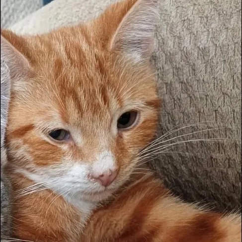 A baby small-sized male Orange & White Tabby cat named Birch for adoption in Westland, MI