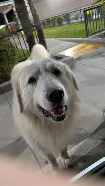 Archie