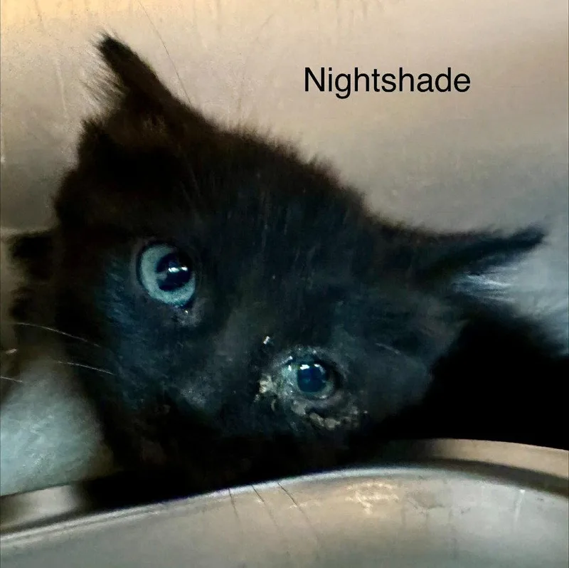 Nightshade