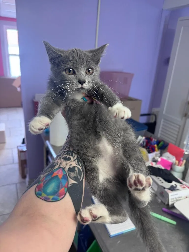 A baby medium-sized female Domestic Short Hair cat named Smokie for adoption in Johnson City, TN