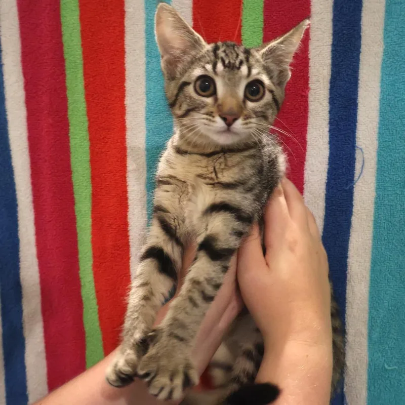 A baby small-sized female Brown / Chocolate Domestic Short Hair cat named Kelsi for adoption in Saint Charles, MO