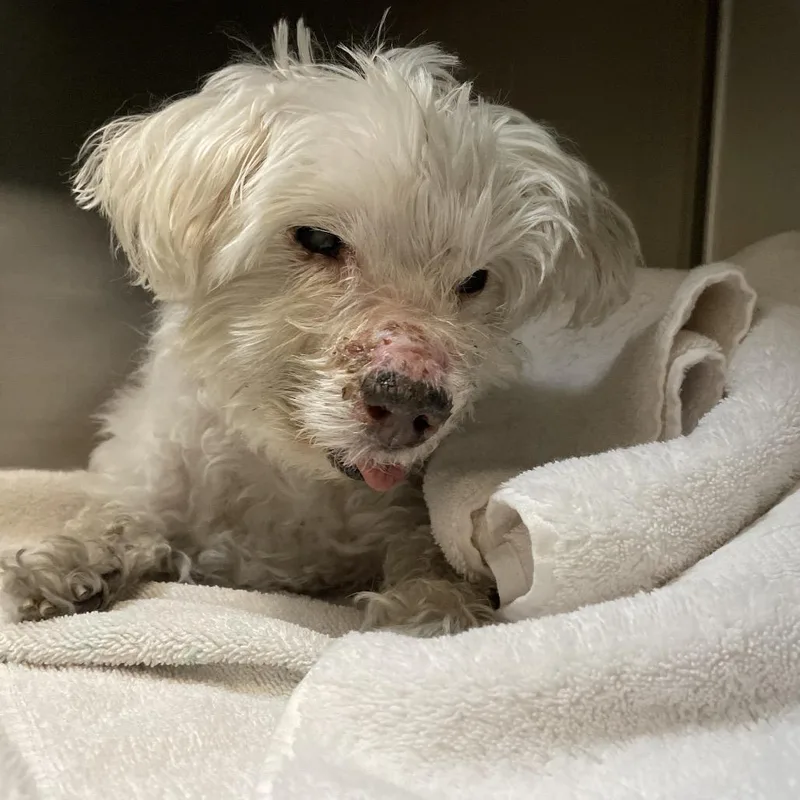 A senior small-sized male White / Cream Maltese dog named Tofu for adoption in Pasadena, CA