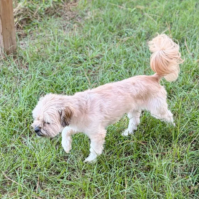 An adult small-sized female Yellow / Tan / Blond / Fawn Shih Tzu dog named Daisy Grace for adoption in Houston, TX