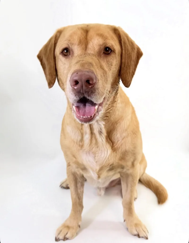 An adult large-sized male Golden Labrador Retriever dog named Thor for adoption in Scottsdale, AZ