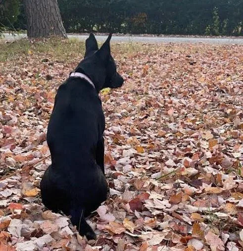 An adult medium-sized female Mixed Breed dog named Ellie for adoption in Hampton, VA