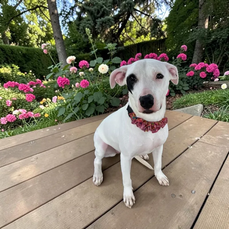 Roulette thumbnail 3