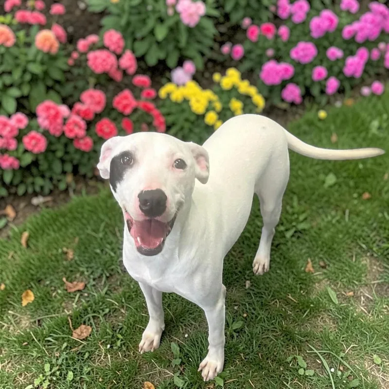 Roulette thumbnail 4