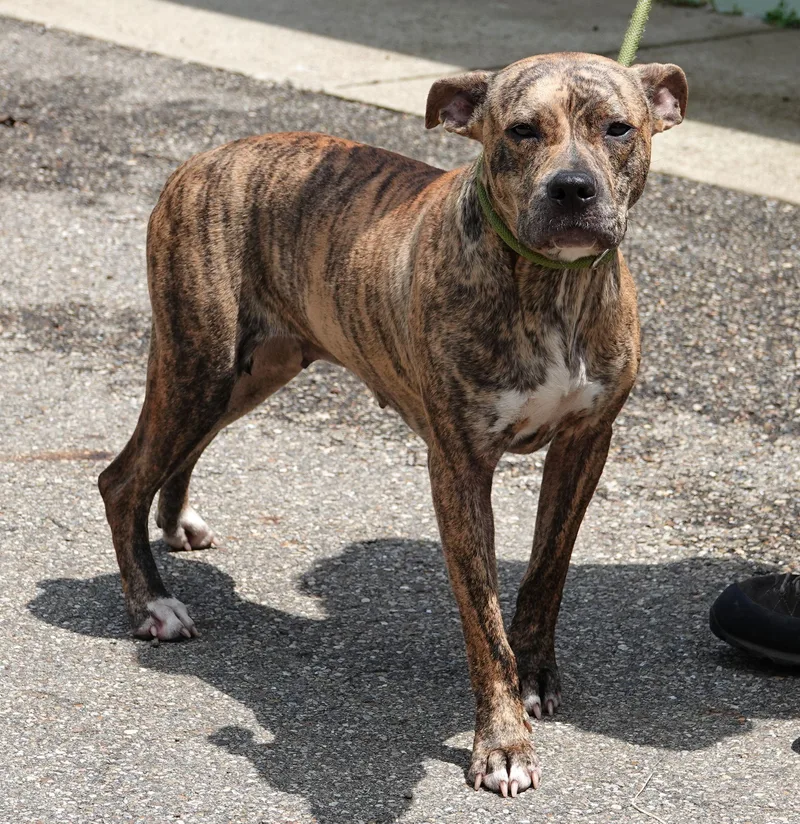 An adult medium-sized female Brindle Terrier dog named Mimi for adoption in Millfield, OH