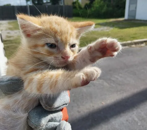 A baby small-sized male Domestic Short Hair cat named Pauly D for adoption in Lafayette, LA