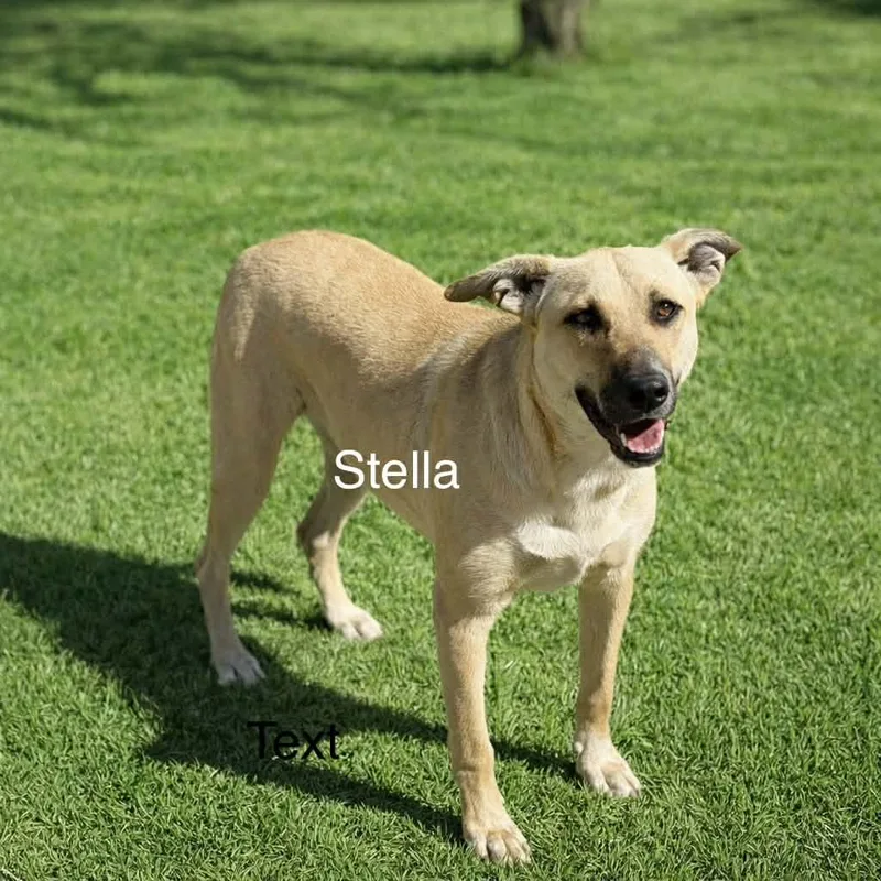 An adult medium-sized female Shepherd dog named Stella for adoption in Snyder, TX
