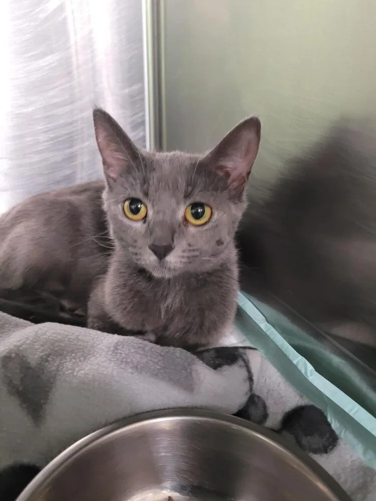 An adult small-sized female Gray / Blue / Silver Domestic Short Hair cat named Moonlight for adoption in Linton, IN