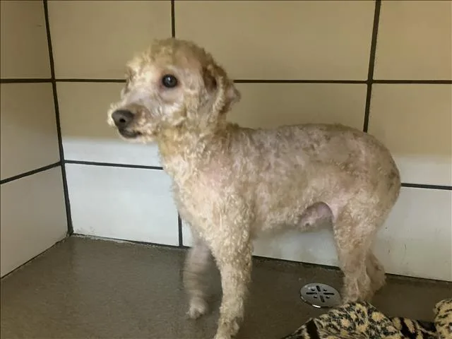 An adult small-sized male Poodle dog named Peloche for adoption in Fort Wayne, IN