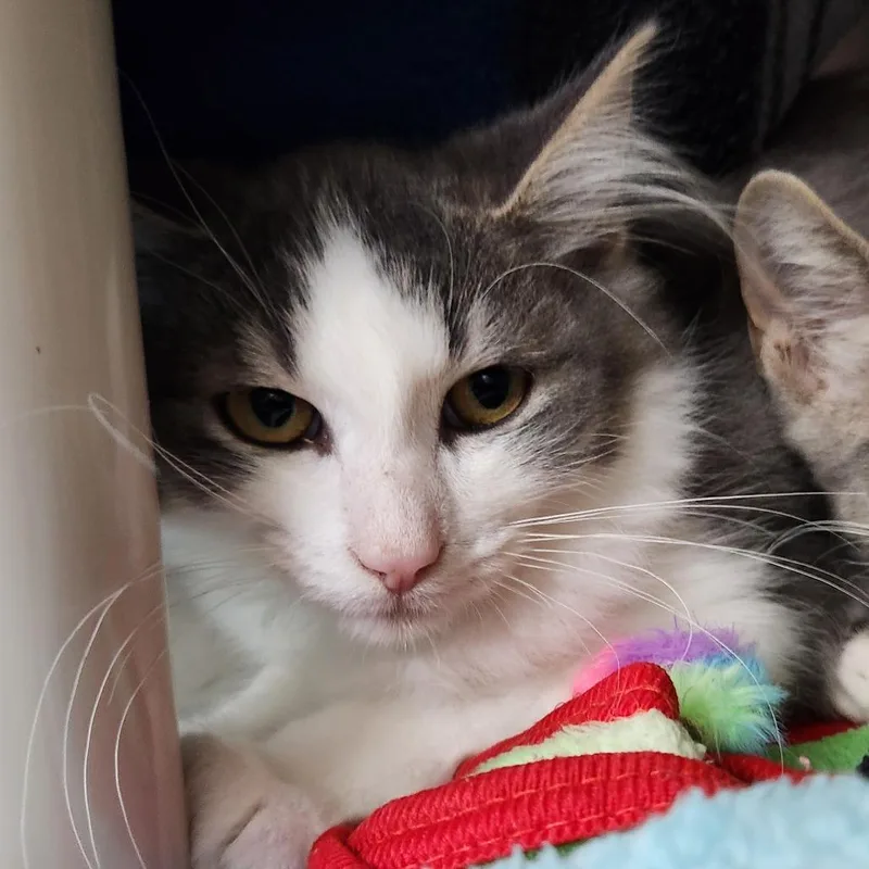 A baby small-sized male Gray / Blue / Silver Domestic Long Hair cat named Peter Rabbit for adoption in Grand Rapids, MI