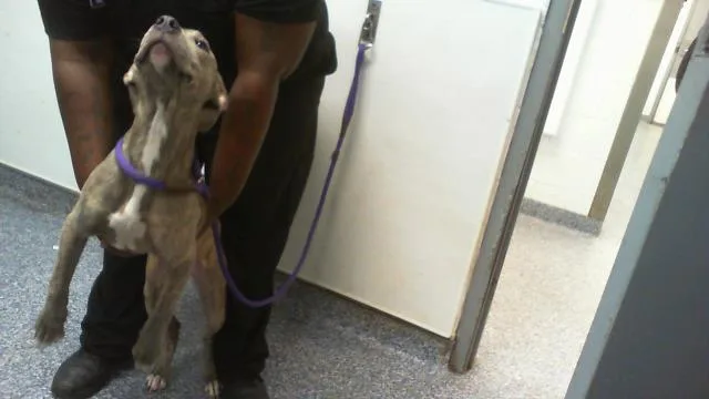A baby small-sized female Pit Bull Terrier dog named Lottie for adoption in Charlotte, NC