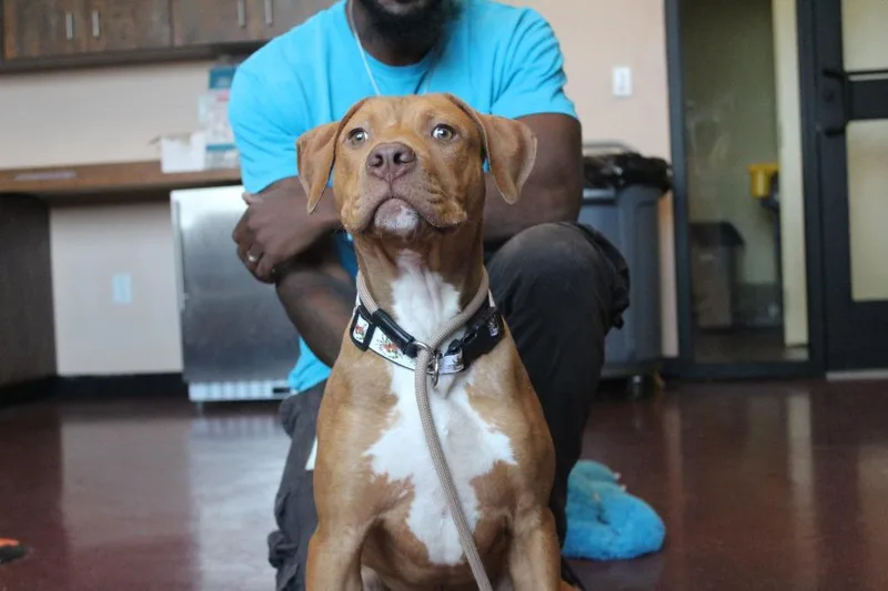 A baby large-sized male Red / Chestnut / Orange Pit Bull Terrier dog named Oz for adoption in Chestertown, MD