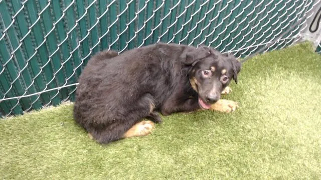 A baby medium-sized male Belgian Shepherd / Malinois dog named Rusty for adoption in Downey, CA