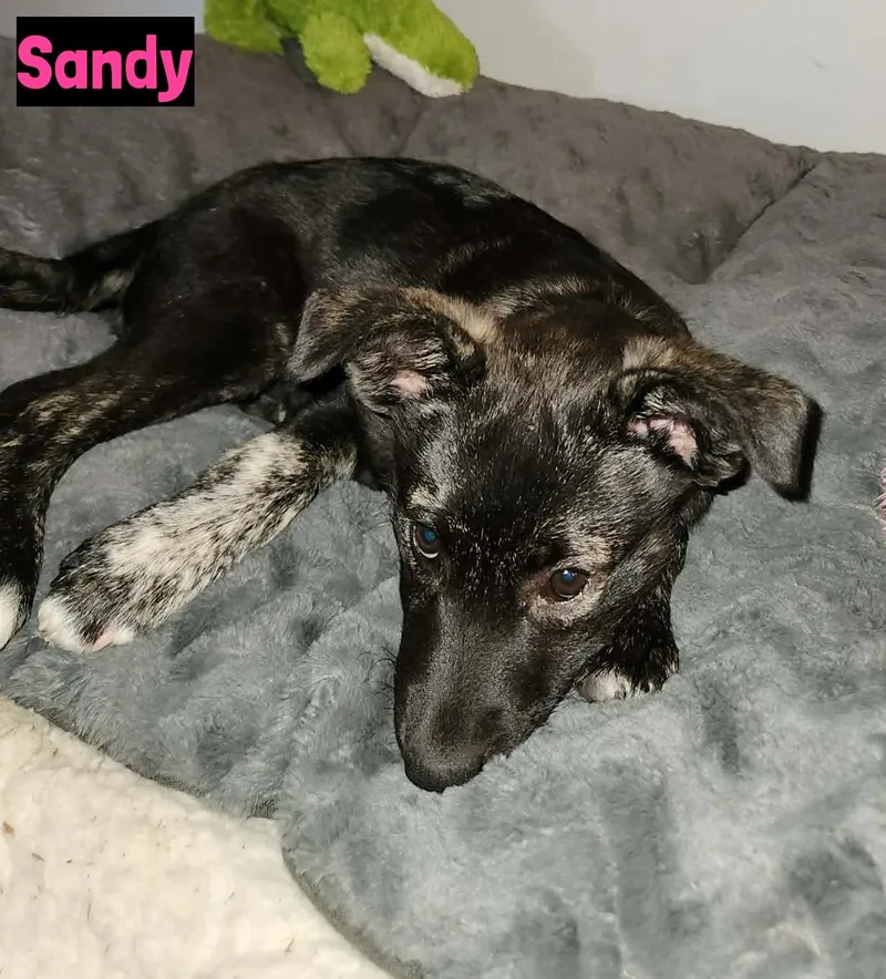 Sandy