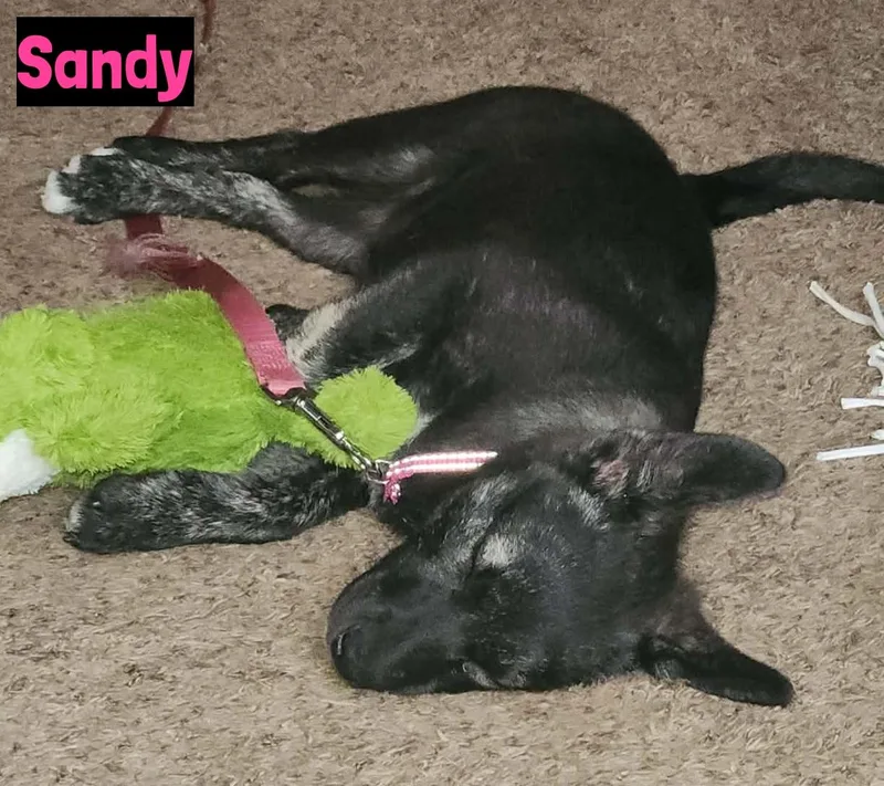 Sandy thumbnail 2