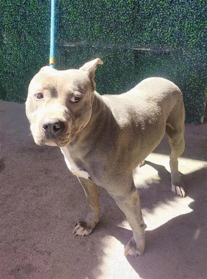 A baby large-sized male Gray / Blue / Silver Pit Bull Terrier dog named 61006098 for adoption in El Paso, TX