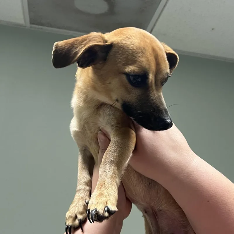 An adult small-sized male Chihuahua dog named Bambi for adoption in Peachtree City, GA