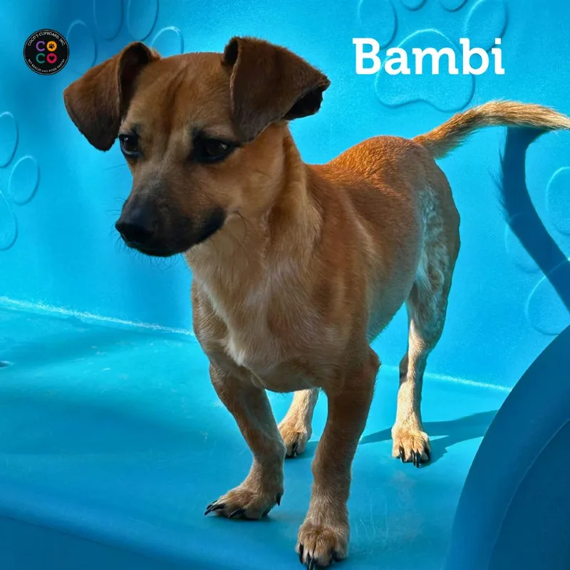 Bambi thumbnail 3