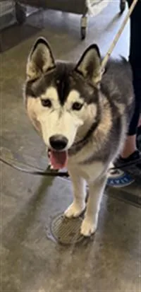 A young large-sized male Siberian Husky dog named Dale Cooper for adoption in Los Angeles, CA