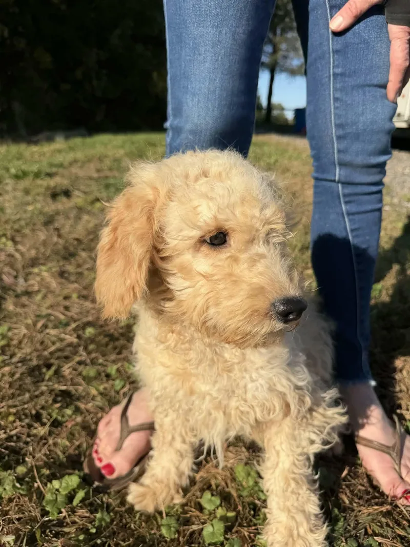 A baby small-sized female Golden Retriever dog named Peggy for adoption in Havertown, PA