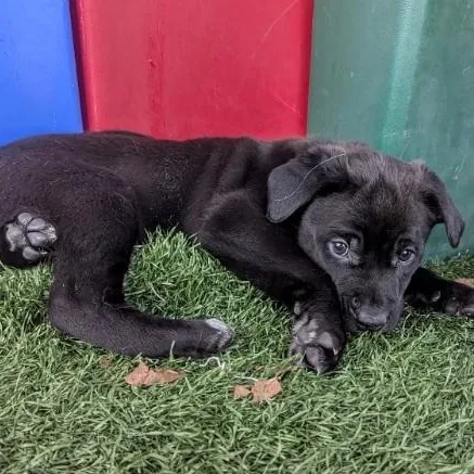A baby medium-sized female Black Boxer dog named Otter for adoption in Morganton, NC