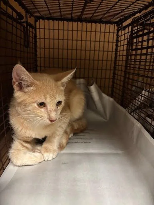 A baby small-sized female Domestic Short Hair cat named Esprit for adoption in Austin, TX