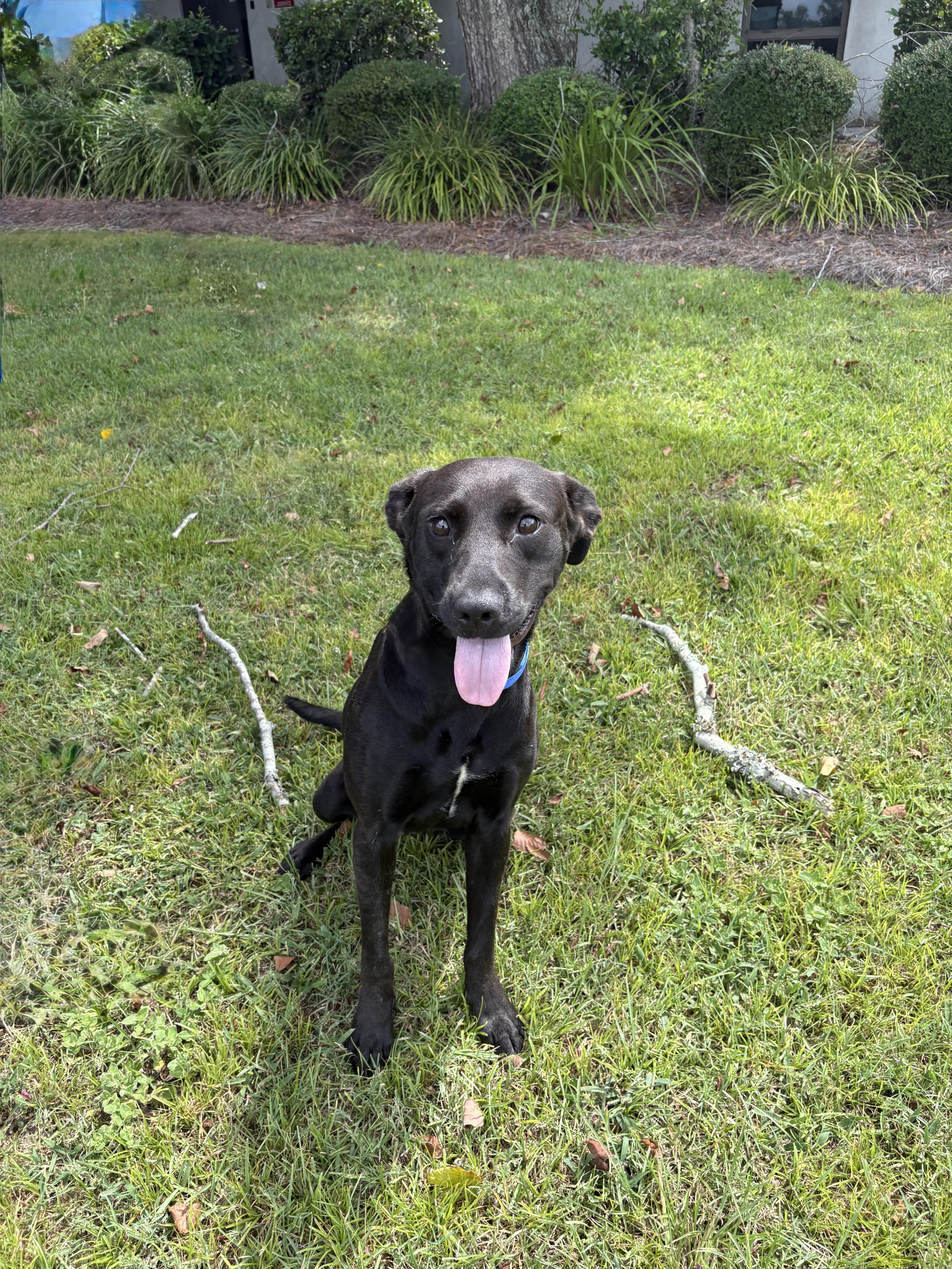 A young medium-sized female Black Pit Bull Terrier dog named Callie for adoption in Valdosta, GA