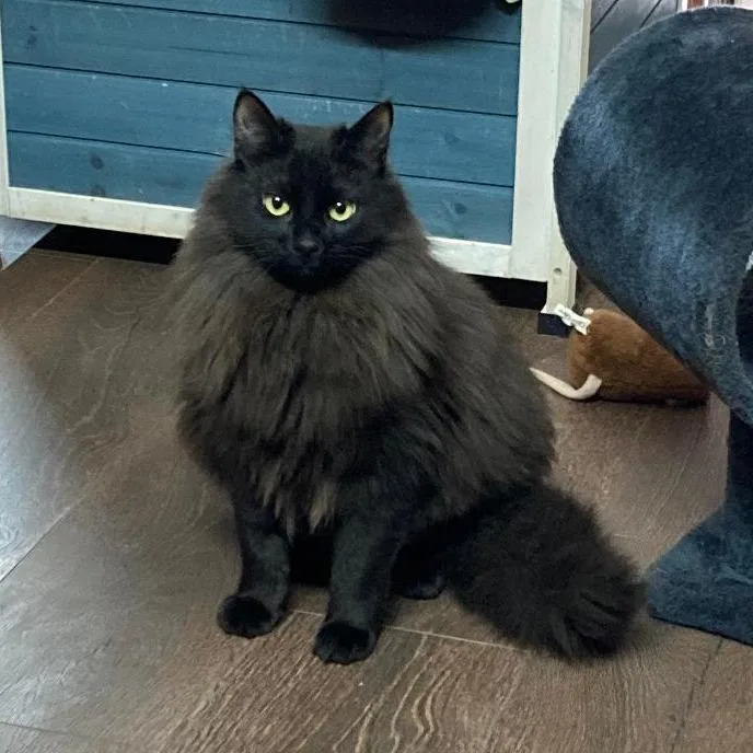 A young large-sized male Black Domestic Long Hair cat named Porthos for adoption in Fairfax Station, VA