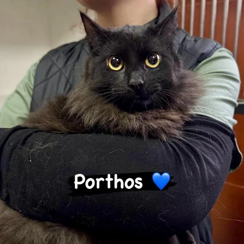 Porthos thumbnail 3