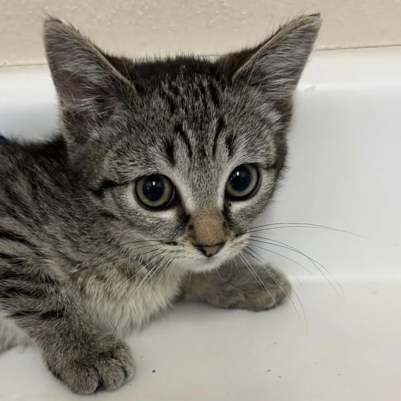 A baby small-sized female Brown / Chocolate Domestic Short Hair cat named Corgi for adoption in Kanab, UT