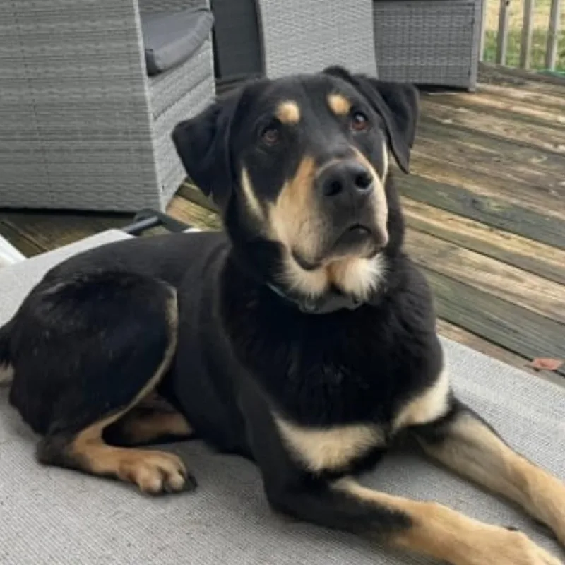 An adult medium-sized male Black Shepherd dog named Xander for adoption in Springfield, MO