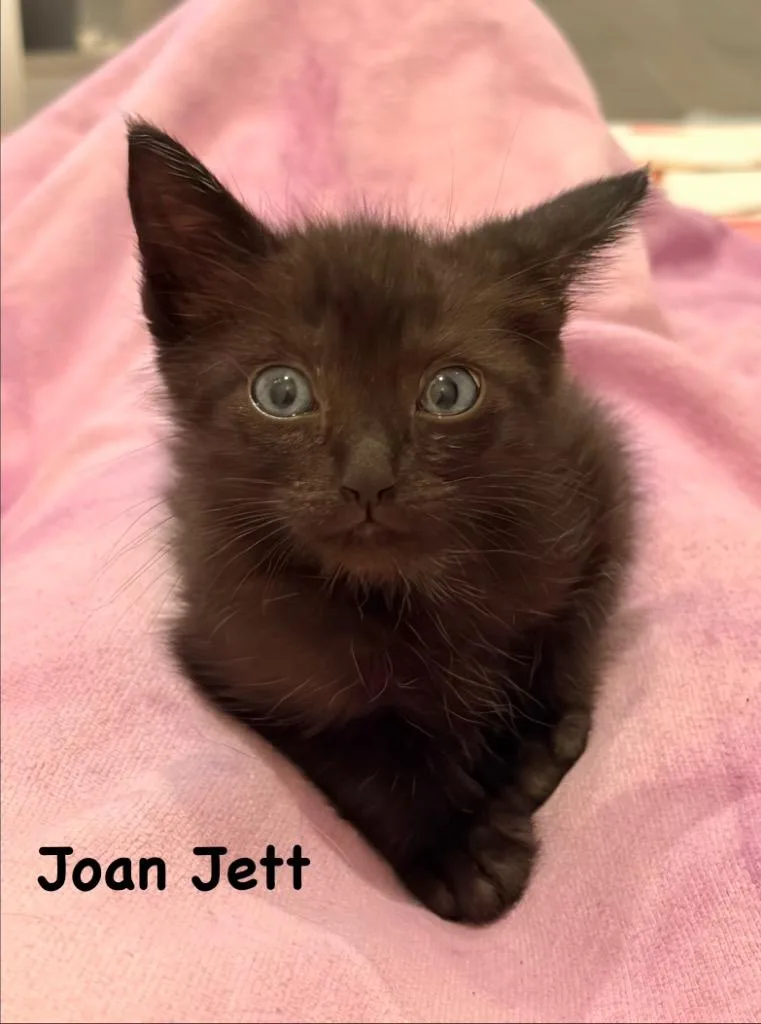 A baby medium-sized female Domestic Short Hair cat named Joan Jett for adoption in New Orleans, LA