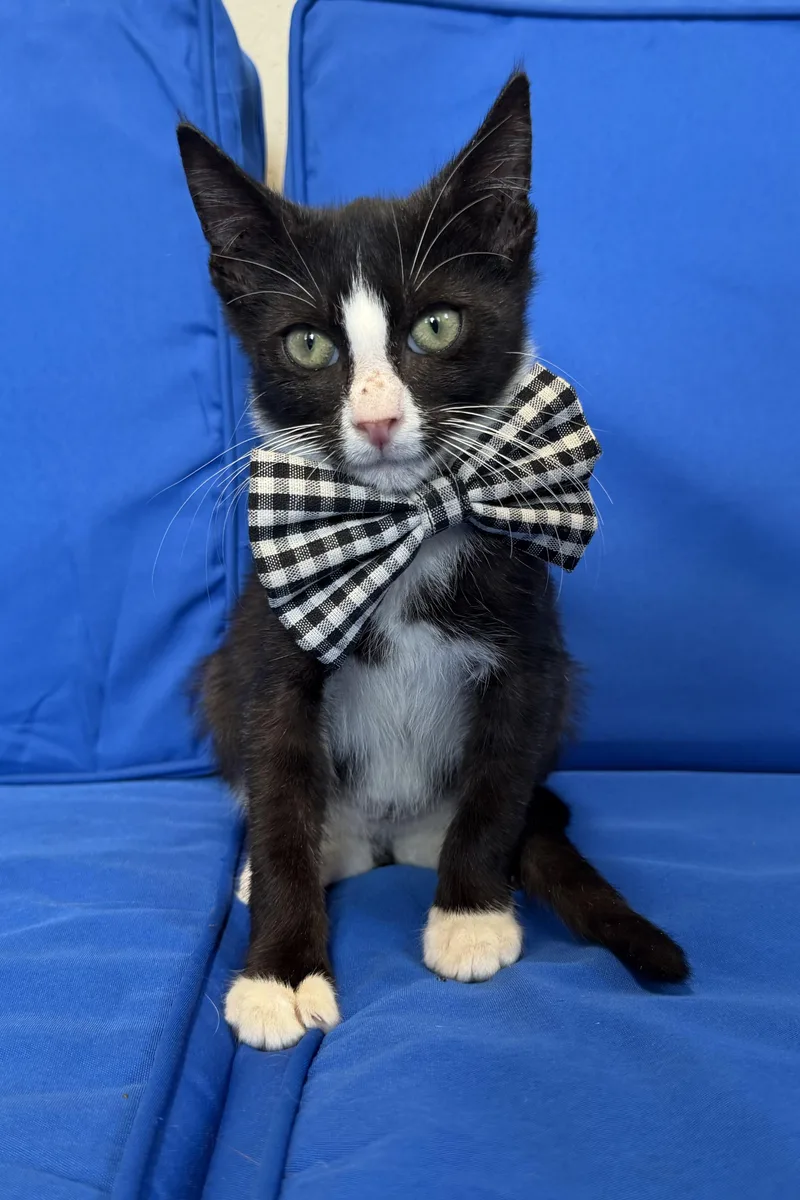 A baby medium-sized male Black & White / Tuxedo Domestic Short Hair cat named Widdle for adoption in Plant City, FL