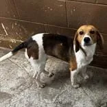 A young medium-sized female Tricolor (Brown, Black, & White) Beagle dog named Dolly for adoption in Portsmouth, OH