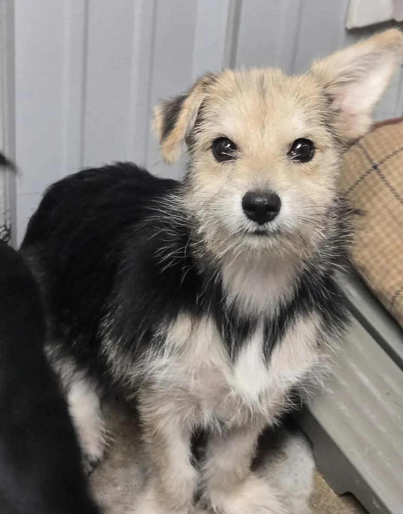 A baby small-sized female Terrier dog named ML Cotton Candy for adoption in Warrenton, MO