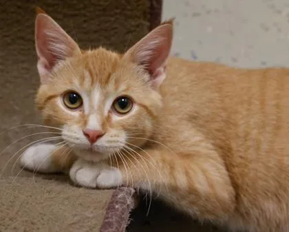 A baby medium-sized male Domestic Short Hair cat named Reggie for adoption in Verona, WI