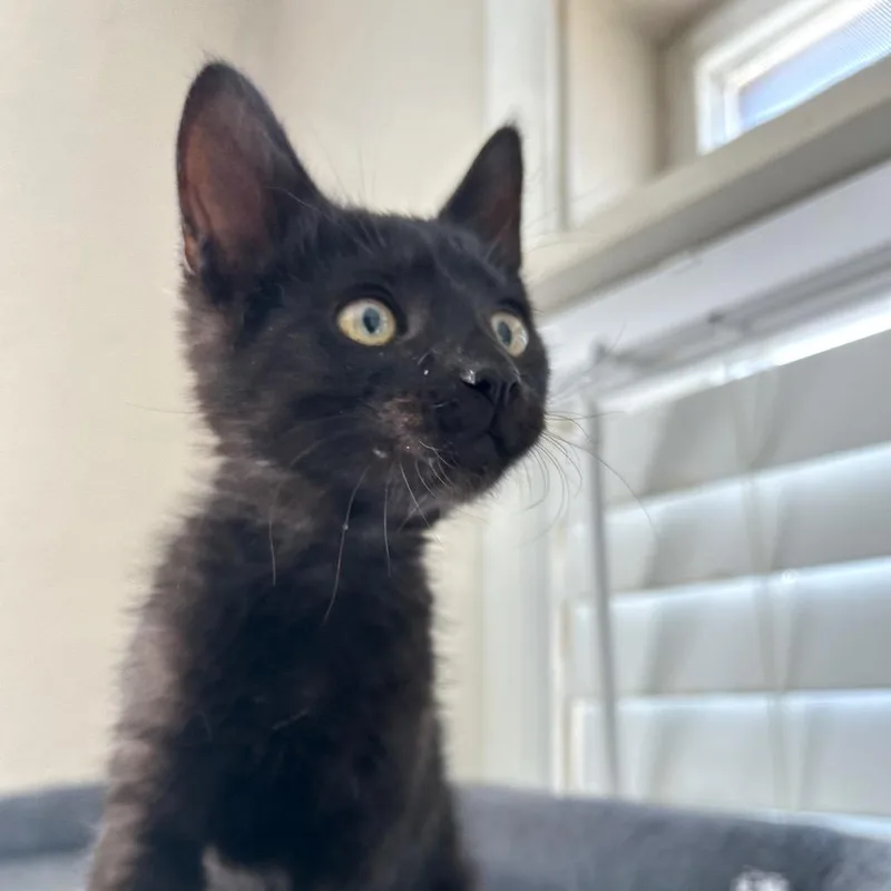 A baby medium-sized male Black Domestic Short Hair cat named Black Bear for adoption in Blackfoot, ID