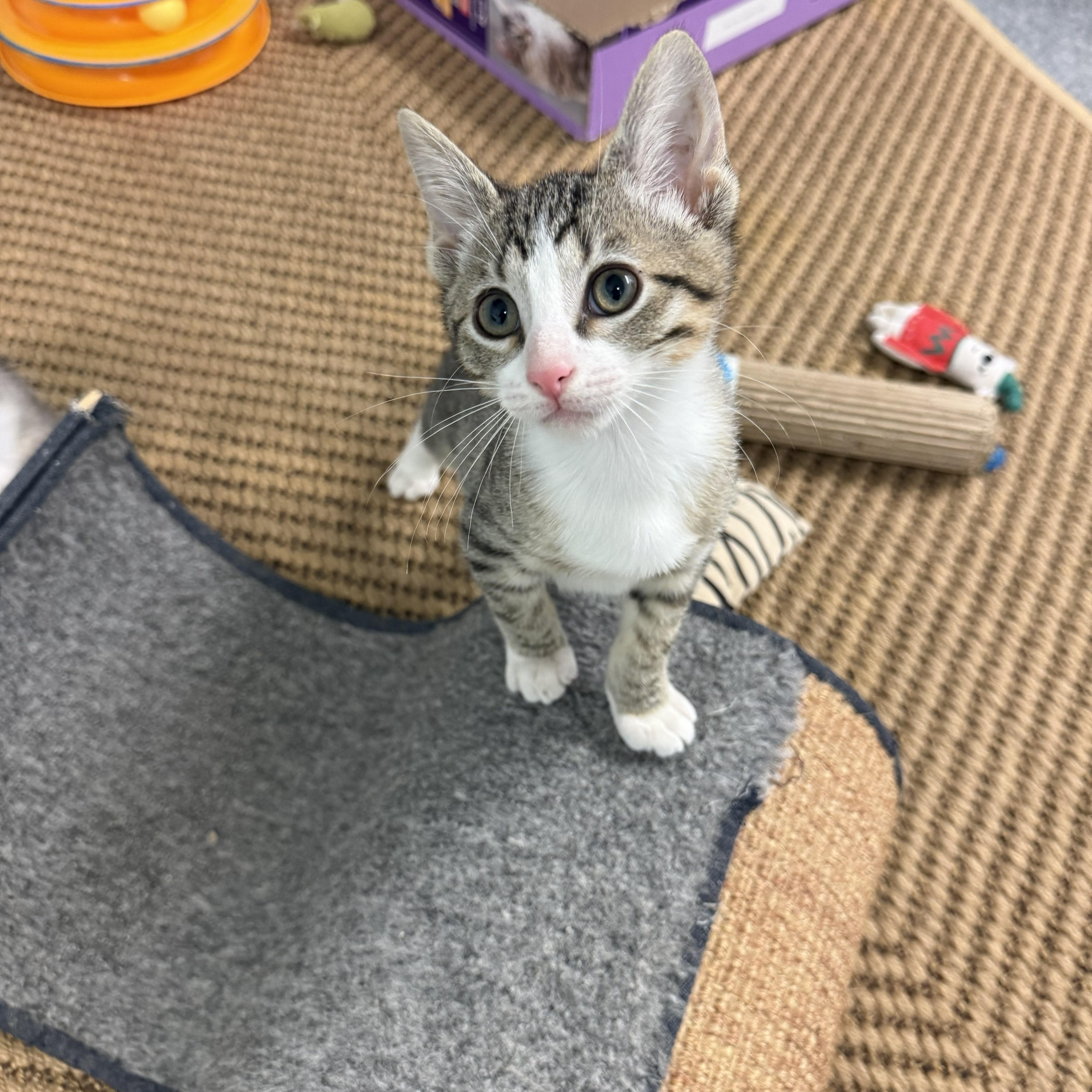 A baby medium-sized male Tabby (Brown / Chocolate) Domestic Short Hair cat named Canyon for adoption in Chicago, IL