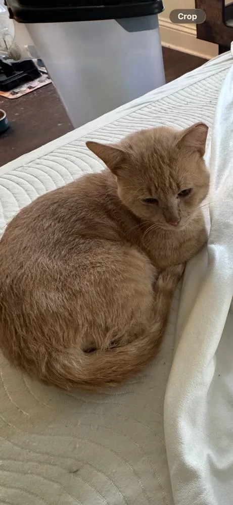 A young medium-sized male American Shorthair cat named Carmen for adoption in Saint Augustine, FL
