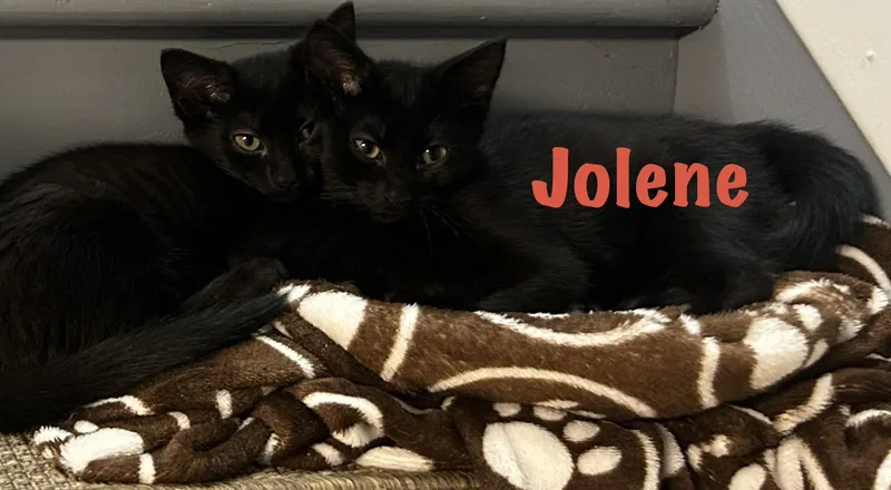 A baby medium-sized female Black Domestic Short Hair cat named Jolene for adoption in Lemoyne, PA