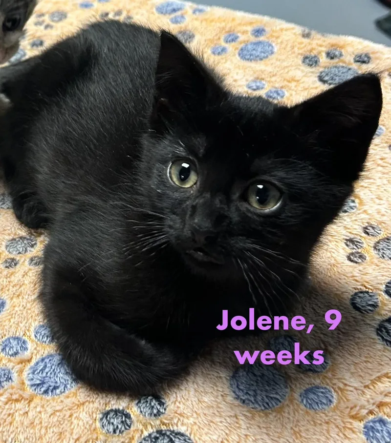 Jolene thumbnail 5