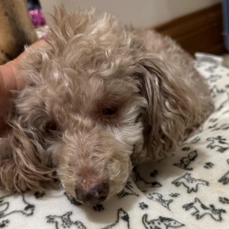 A senior small-sized female Apricot / Beige Poodle (Toy) dog named Ramona for adoption in Farmersville, OH