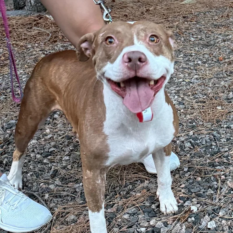 An adult medium-sized female Pit Bull Terrier dog named Coco for adoption in Parker, CO