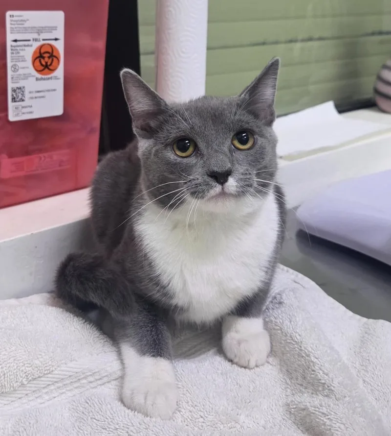 A baby medium-sized female Domestic Short Hair cat named Braveheart for adoption in Peoria, AZ